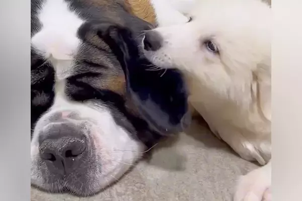 90キロの優しい大型犬が『子犬にイタズラされ続けた』結果→堪忍袋の緒が切れて…まさかの怒り方が341万再生「平和なキレ方ｗ」「神対応」
