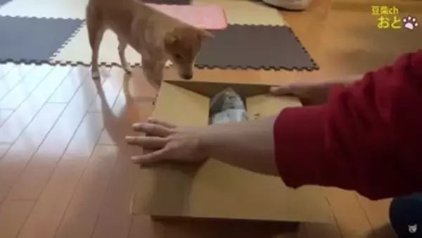 『真似すんな！』犬に"まねっこぬいぐるみ"を見せたら…お手本のようなリアクションが5万5000再生「ビクってするの可愛いｗ」と爆笑の声