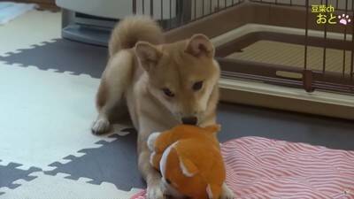『真似すんな！』犬に"まねっこぬいぐるみ"を見せたら…お手本のようなリアクションが5万5000再生「ビクってするの可愛いｗ」と爆笑の声