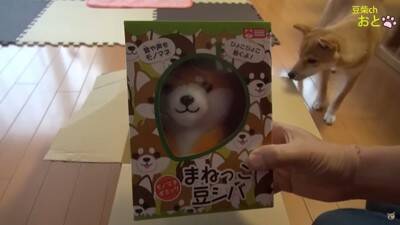 『真似すんな！』犬に"まねっこぬいぐるみ"を見せたら…お手本のようなリアクションが5万5000再生「ビクってするの可愛いｗ」と爆笑の声