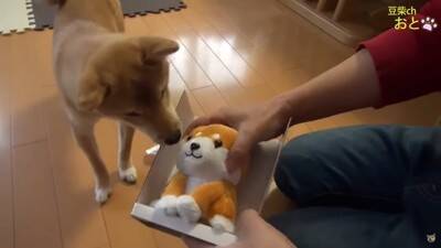 『真似すんな！』犬に"まねっこぬいぐるみ"を見せたら…お手本のようなリアクションが5万5000再生「ビクってするの可愛いｗ」と爆笑の声