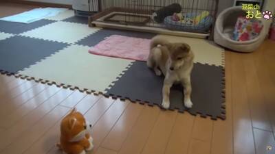 『真似すんな！』犬に"まねっこぬいぐるみ"を見せたら…お手本のようなリアクションが5万5000再生「ビクってするの可愛いｗ」と爆笑の声
