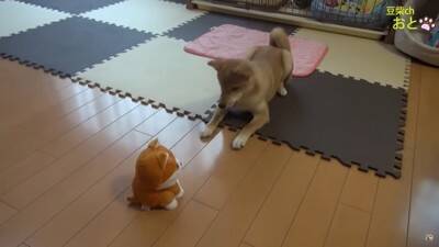 『真似すんな！』犬に"まねっこぬいぐるみ"を見せたら…お手本のようなリアクションが5万5000再生「ビクってするの可愛いｗ」と爆笑の声