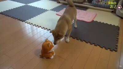 『真似すんな！』犬に"まねっこぬいぐるみ"を見せたら…お手本のようなリアクションが5万5000再生「ビクってするの可愛いｗ」と爆笑の声