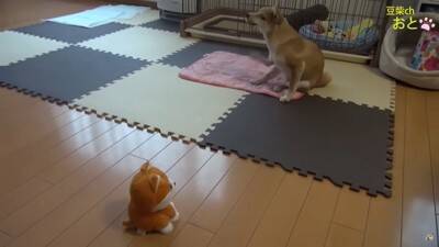 『真似すんな！』犬に"まねっこぬいぐるみ"を見せたら…お手本のようなリアクションが5万5000再生「ビクってするの可愛いｗ」と爆笑の声