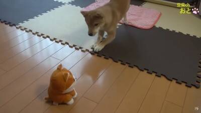 『真似すんな！』犬に"まねっこぬいぐるみ"を見せたら…お手本のようなリアクションが5万5000再生「ビクってするの可愛いｗ」と爆笑の声