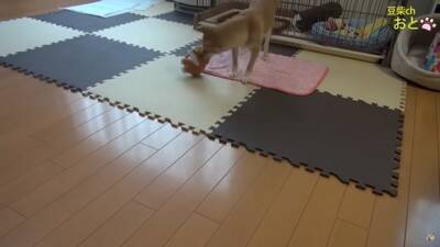 『真似すんな！』犬に"まねっこぬいぐるみ"を見せたら…お手本のようなリアクションが5万5000再生「ビクってするの可愛いｗ」と爆笑の声