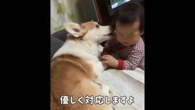 赤ちゃんから離れようとしない犬…一生懸命な『見守り行動』に感動「相手が赤ちゃんってわかってる」「ベビーシッター犬」と84万再生を突破