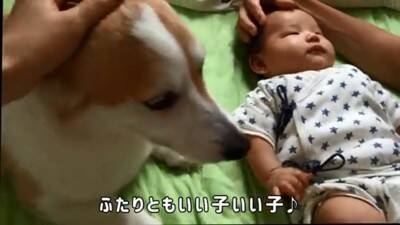 赤ちゃんから離れようとしない犬…一生懸命な『見守り行動』に感動「相手が赤ちゃんってわかってる」「ベビーシッター犬」と84万再生を突破