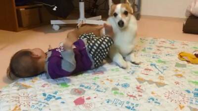 赤ちゃんから離れようとしない犬…一生懸命な『見守り行動』に感動「相手が赤ちゃんってわかってる」「ベビーシッター犬」と84万再生を突破