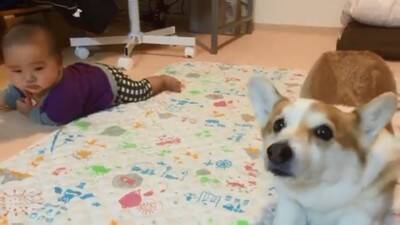 赤ちゃんから離れようとしない犬…一生懸命な『見守り行動』に感動「相手が赤ちゃんってわかってる」「ベビーシッター犬」と84万再生を突破