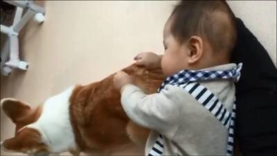 赤ちゃんから離れようとしない犬…一生懸命な『見守り行動』に感動「相手が赤ちゃんってわかってる」「ベビーシッター犬」と84万再生を突破