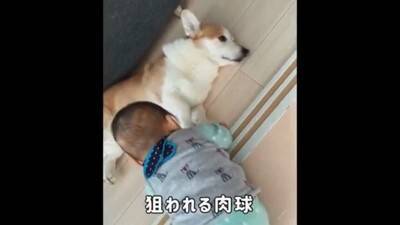 赤ちゃんから離れようとしない犬…一生懸命な『見守り行動』に感動「相手が赤ちゃんってわかってる」「ベビーシッター犬」と84万再生を突破