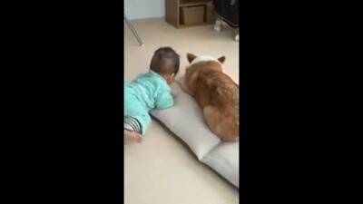 赤ちゃんから離れようとしない犬…一生懸命な『見守り行動』に感動「相手が赤ちゃんってわかってる」「ベビーシッター犬」と84万再生を突破