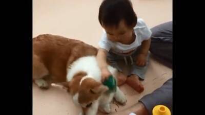 赤ちゃんから離れようとしない犬…一生懸命な『見守り行動』に感動「相手が赤ちゃんってわかってる」「ベビーシッター犬」と84万再生を突破