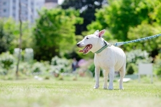 犬を飼っていると『飼い主の死亡リスク』が下がる？愛犬がもたらしてくれる影響や研究結果をご紹介
