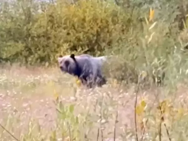 犬とキャンプに出かけたら『巨大な熊』と遭遇→危機迫る中、気配を察知したワンコの行動に称賛の声「めっちゃ勇敢で感動」「野生の勘ってスゴイ」