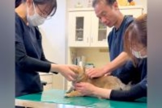 病院に注射を打ちにきた赤ちゃん犬→診察台の上で緊張していると…先生たちの『神対応』が20万再生「私も通いたい」「保育園かしら？ｗ」