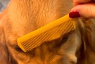 ブラッシングが苦手な大型犬→まるでアニメのような『衝撃のムキ顔』が253万再生「ブチギレた範馬勇次郎」「もののけ姫のモロｗｗ」と爆笑続々