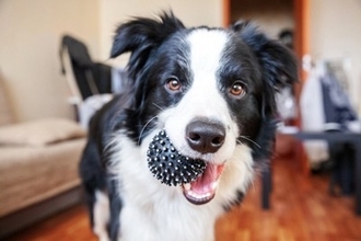 犬が『おもちゃを持ってくる』理由4選　どんな意味があるの？飼い主がすべき対応まで