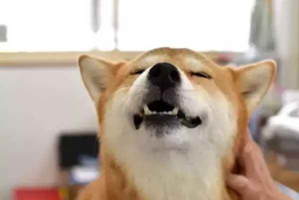 犬を『リラックス』させる方法5つ　愛犬が快適に過ごすことができる環境づくりとは？