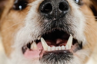 犬が口を『パクパク』動かすのはなぜ？何も食べていないのにどうしたの？病気の可能性まで