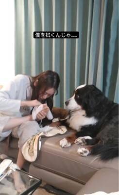 『酔っ払った娘』が犬にコントを仕掛けた結果…まさかの"アニメ過ぎる反応"が2300万再生「え？って顔たまらんｗ」と爆笑の嵐