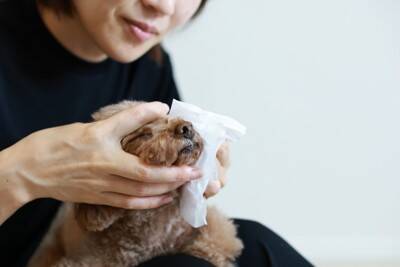 犬が『前足で顔を隠す』理由5選　頻繁に見られる場合は要注意？適切な対応まで解説