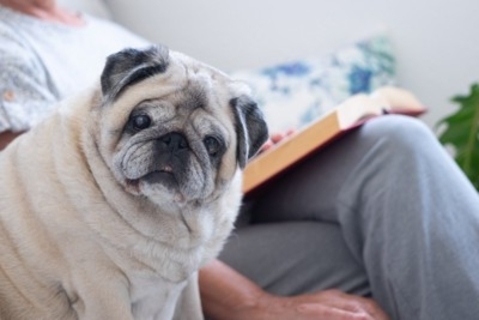 犬の老化が進む『タブー行為』5選　避けるべき絶対NG行動や飼い主が見直すべき暮らし方まで