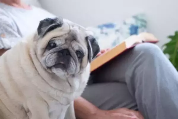 犬の老化が進む『タブー行為』5選　避けるべき絶対NG行動や飼い主が見直すべき暮らし方まで