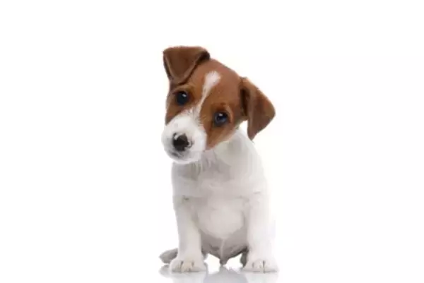 犬が『困ったな』と思っているときにみせるサイン4つ　愛犬を惑わせないためにできることまで