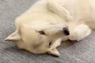 女の子に撫でてほしくて『撫でられ待ち』をする狼犬→眠気が襲ってきて…子犬のような『まさかの光景』が話題「寝落ちｗｗ」「カッコいいのにｗ」