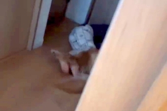 息子を叱った結果、廊下に逃げて『大型犬』に…思わず許してしまう『まさかの光景』が108万再生「大きな存在」「安心出来る場所なんだね」