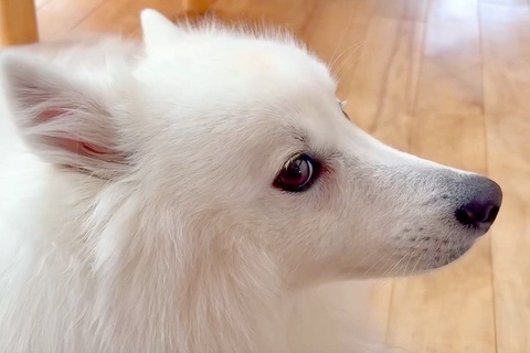 『カッコイイ横顔の犬』を撮影→角度を変えてみた結果…まさかの『違う動物に変化する光景』が65万表示「想像以上だったｗｗ」「そんなバカな」