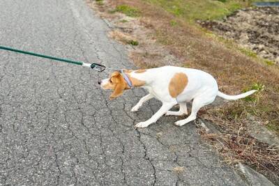 犬が『指示を聞かなくなる』飼い主のNG行為5つ　ワガママを助長させる行動とは？