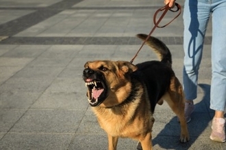 『負けず嫌いな犬』の特徴５選　強気なワンコがみせる行動とは？考えられるトラブルまで