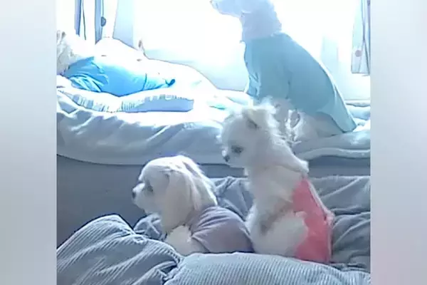 外出中、ふと『ペットカメラで愛犬4匹を覗いてみた』結果→あまりにも愛おしい『まさかの行動』に反響「可愛すぎるんですけど」「仲良しさん」