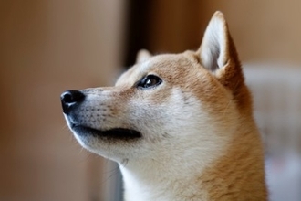 犬が飼い主に『気を遣っている』サイン4つ　愛犬はどんなときに心配してくるの？