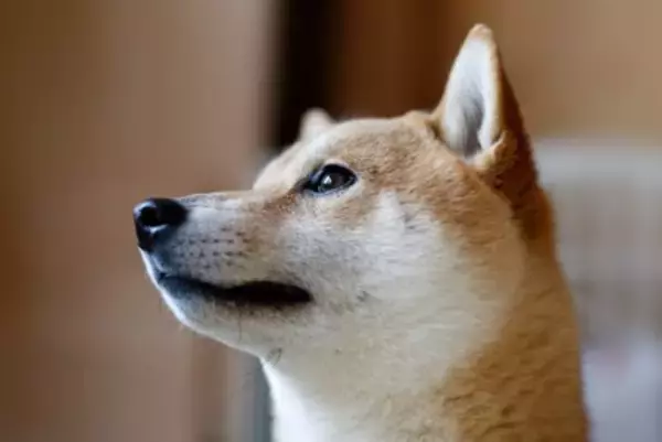 犬が飼い主に『気を遣っている』サイン4つ　愛犬はどんなときに心配してくるの？