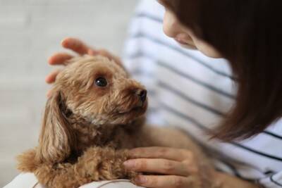 犬が飼い主に『気を遣っている』サイン4つ　愛犬はどんなときに心配してくるの？
