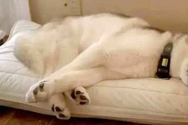 『今日は病院の日』と察した大型犬→文句を言いまくって…子どものように『抗議しまくる光景』が27万再生「こんなに話す？」「初めて見たｗ」