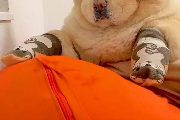 大型犬に『靴下』を履かせてみた結果→あからさまに不機嫌な『態度と表情』が53万再生「超嫌そう笑ったｗ」「顔で気持ちを表現出来るタイプ」