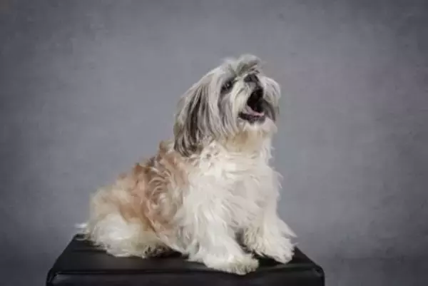 『内弁慶な犬』の共通点6選　内向的な性格に育つのはなぜ？他の犬と仲良くさせる秘訣まで
