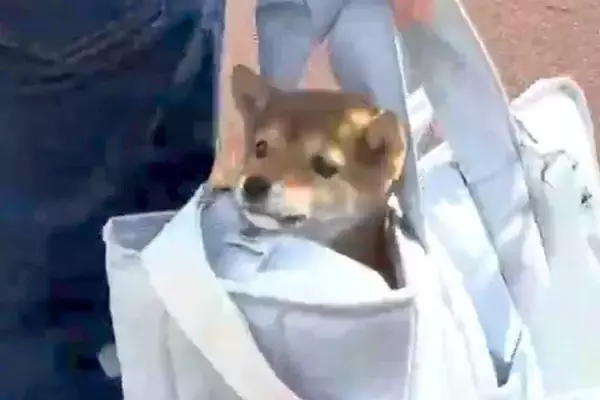 小さくてコロコロした『赤ちゃん犬の一日』に密着した結果→すべてが尊い『朝から晩までの記録』が85万再生「全力すぎる」「抱きしめたい」