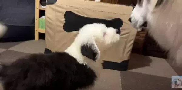 新入りパピーに圧倒される超大型犬にクスッ！「お迎え初日からわんぱく発揮」「戸惑う姿が可愛すぎる」