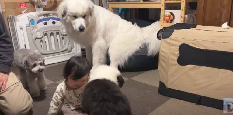 新入りパピーに圧倒される超大型犬にクスッ！「お迎え初日からわんぱく発揮」「戸惑う姿が可愛すぎる」