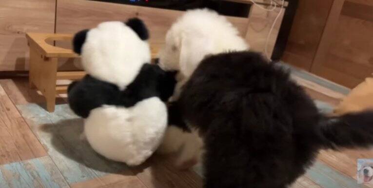 新入りパピーに圧倒される超大型犬にクスッ！「お迎え初日からわんぱく発揮」「戸惑う姿が可愛すぎる」