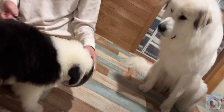 新入りパピーに圧倒される超大型犬にクスッ！「お迎え初日からわんぱく発揮」「戸惑う姿が可愛すぎる」