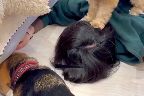 犬のおもちゃがソファの下に入ってしまったので、取るのを手伝った結果…『理不尽な光景』が25万表示「完全制圧されてて草」「踏みつけてるｗ」