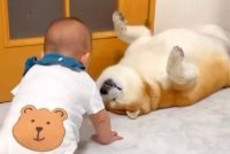 本当の兄弟のような『赤ちゃんと2匹の犬』がSNSで話題　何をされても怒らない『愛に溢れた光景』が17万再生「微笑ましい」「なんて優しい」